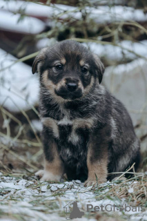 Photo №4. I will sell non-pedigree dogs in the city of Москва. private announcement - price - Is free