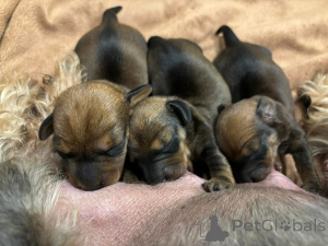 Photo №2 to announcement № 138684 for the sale of dachshund - buy in Spain breeder