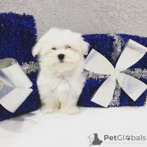 Photo №4. I will sell yorkshire terrier in the city of Pennsylvania Furnace. private announcement, from nursery, from the shelter, breeder - price - negotiated