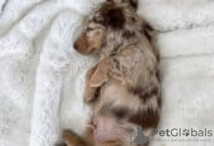 Photo №1. dachshund - for sale in the city of Фискари | Is free | Announcement № 129149