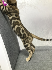 Photo №4. I will sell bengal cat in the city of Днипро. from nursery - price - Negotiated