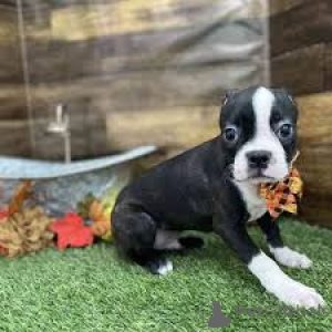 Photo №3. Boston Terrier Puppies. Switzerland