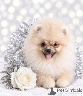 Photo №4. I will sell pomeranian in the city of Dnipro. from nursery, breeder - price - 619$