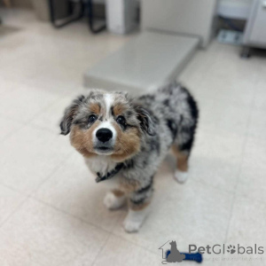 Photo №4. I will sell anatolian shepherd in the city of Helsinki. private announcement - price - negotiated