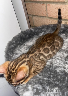 Photo №4. I will sell bengal cat in the city of Антверпен.  - price - Is free