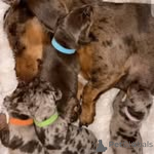 Photo №3. Wunderschöne Dackelwelpen ... WhatsApp 44 7453 907158. Germany