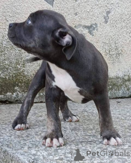 Photo №1. american bully - for sale in the city of Belgrade | 1129$ | Announcement № 153441