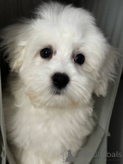 Photo №4. I will sell maltese dog in the city of Vecsés. private announcement, breeder - price - 390$