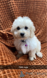 Photo №3. Cavachon puppies. United States