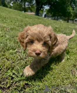 Photo №1. non-pedigree dogs - for sale in the city of Berlin | negotiated | Announcement № 169007