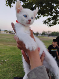 Photo №1. turkish van - for sale in the city of Augsburg | negotiated | Announcement № 170396