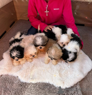 Photo №1. shih tzu - for sale in the city of Böblingen | 361$ | Announcement № 178880