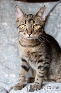 Photo №4. I will sell  in the city of Minsk.  - price - Is free