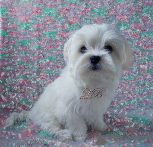 Photo №2 to announcement № 17433 for the sale of maltese dog - buy in Ukraine from nursery