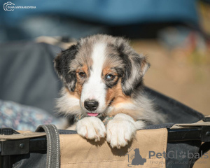 Photo №3. Miniature American Shepherd FCI. Poland