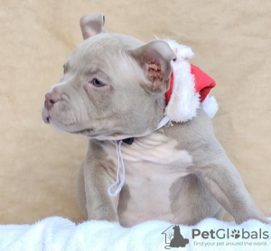 Photo №4. I will sell american bully in the city of Belgrade. breeder - price - negotiated