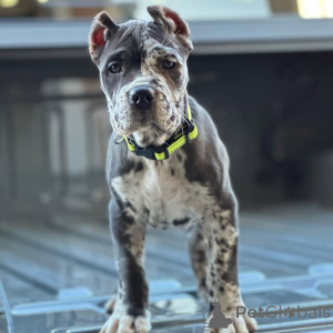 Photo №2 to announcement № 158576 for the sale of cane corso - buy in Germany private announcement