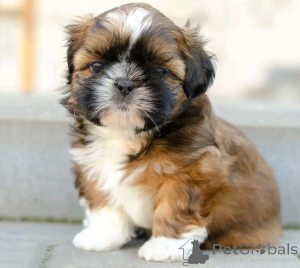 Photo №4. I will sell shih tzu in the city of Berlin. breeder - price - 471$