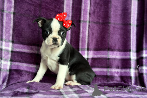 Photo №1. boston terrier - for sale in the city of Berlingrod | negotiated | Announcement № 170494