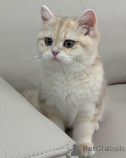 Photo №4. I will sell british shorthair in the city of Flensburg. private announcement - price - negotiated