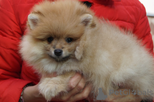 Additional photos: Pomeranian girl