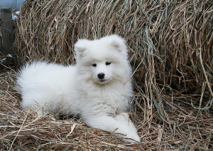 Photo №2 to announcement № 4544 for the sale of samoyed dog - buy in Russian Federation from nursery