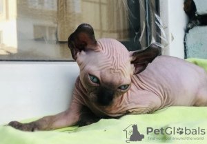 Photo №3. Canadian Sphynx kittens, elf. France