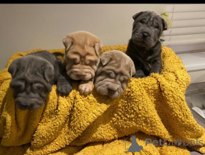Photo №3. Shar Pei Puppys..whatsapp me at 44 7453 907158. Germany