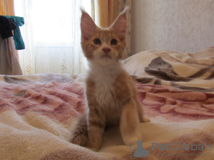 Photo №2 to announcement № 7541 for the sale of maine coon - buy in Russian Federation from nursery
