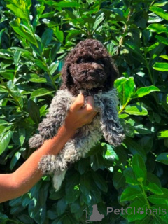 Photo №1. lagotto romagnolo - for sale in the city of Kragujevac | negotiated | Announcement № 173719
