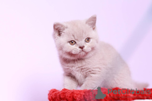 Photo №3. british shorthair. United States