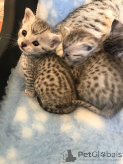 Photo №3. Egyptian Mau kittens for Adoption now. Germany