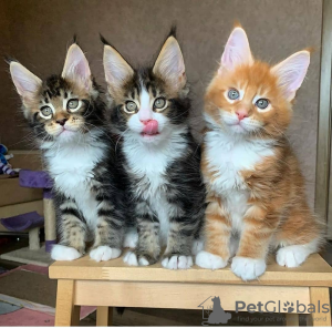 Photo №3. Available Maine Coon kittens for sale. Germany