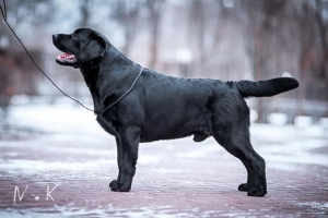 Additional photos: Labrador Retriever puppy