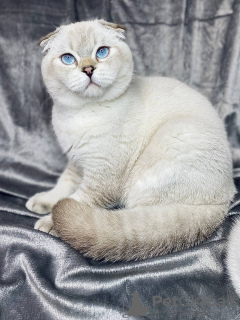Photo №1. scottish fold - for sale in the city of Poltava | negotiated | Announcement № 10476