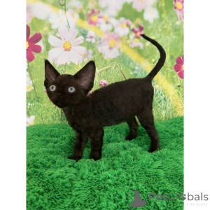 Photo №1. devon rex - for sale in the city of Corby | 361$ | Announcement № 174384