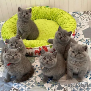 Photo №1. british shorthair - for sale in the city of Prague | negotiated | Announcement № 89446