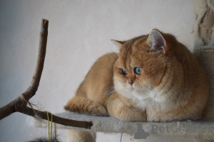 Photo №4. I will sell british shorthair in the city of Stockholm. private announcement, from nursery, breeder - price - 2080$