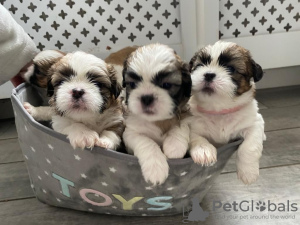 Photo №2 to announcement № 118085 for the sale of non-pedigree dogs - buy in Germany private announcement