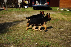 Photo №2 to announcement № 4999 for the sale of german shepherd - buy in Poland private announcement