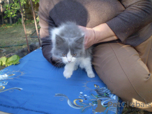 Photo №2 to announcement № 7711 for the sale of siberian cat - buy in Ukraine private announcement