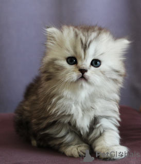 Photo №1. british longhair - for sale in the city of Irkutsk | negotiated | Announcement № 9489