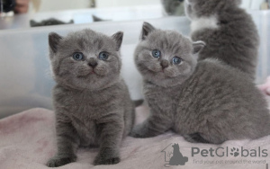 Photo №1. british shorthair - for sale in the city of Berlin | 264$ | Announcement № 103783