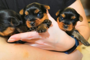 Additional photos: Open reserve (reservation) kids Yorkshire Terrier.