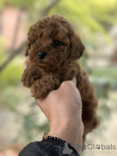 Photo №4. I will sell poodle (toy) in the city of Savino Selo. breeder - price - negotiated