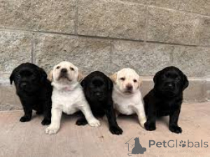 Photo №1. labrador retriever - for sale in the city of Luxembourg | 1032$ | Announcement № 161573