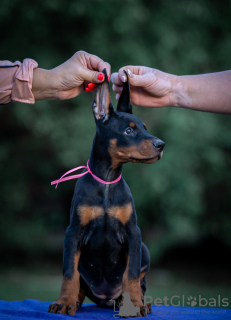 Photo №4. I will sell dobermann in the city of Belgrade.  - price - negotiated