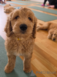 Photo №2 to announcement № 178091 for the sale of golden retriever - buy in Germany private announcement