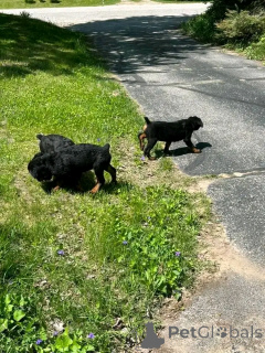 Photo №1.  - for sale in the city of Colorado Springs | 1000$ | Announcement № 139739