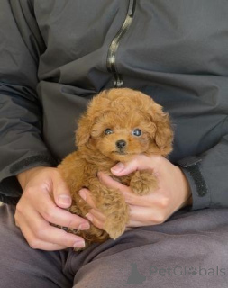 Photo №2 to announcement № 163990 for the sale of poodle (toy) - buy in Germany breeder